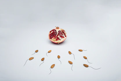 spermatozoides vers ovule