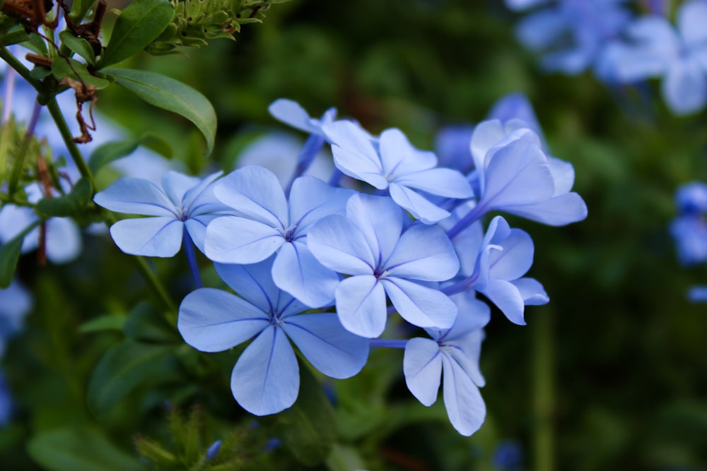 blue flowers in tilt shift lens