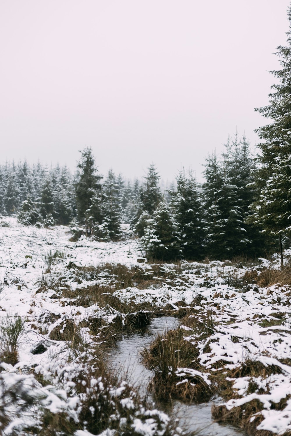 green pine trees on snow covered ground during daytime