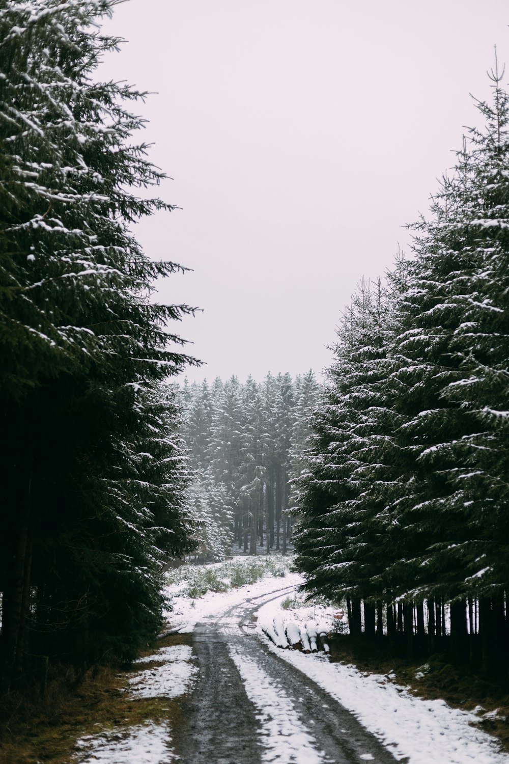 green trees on snow covered ground during daytime