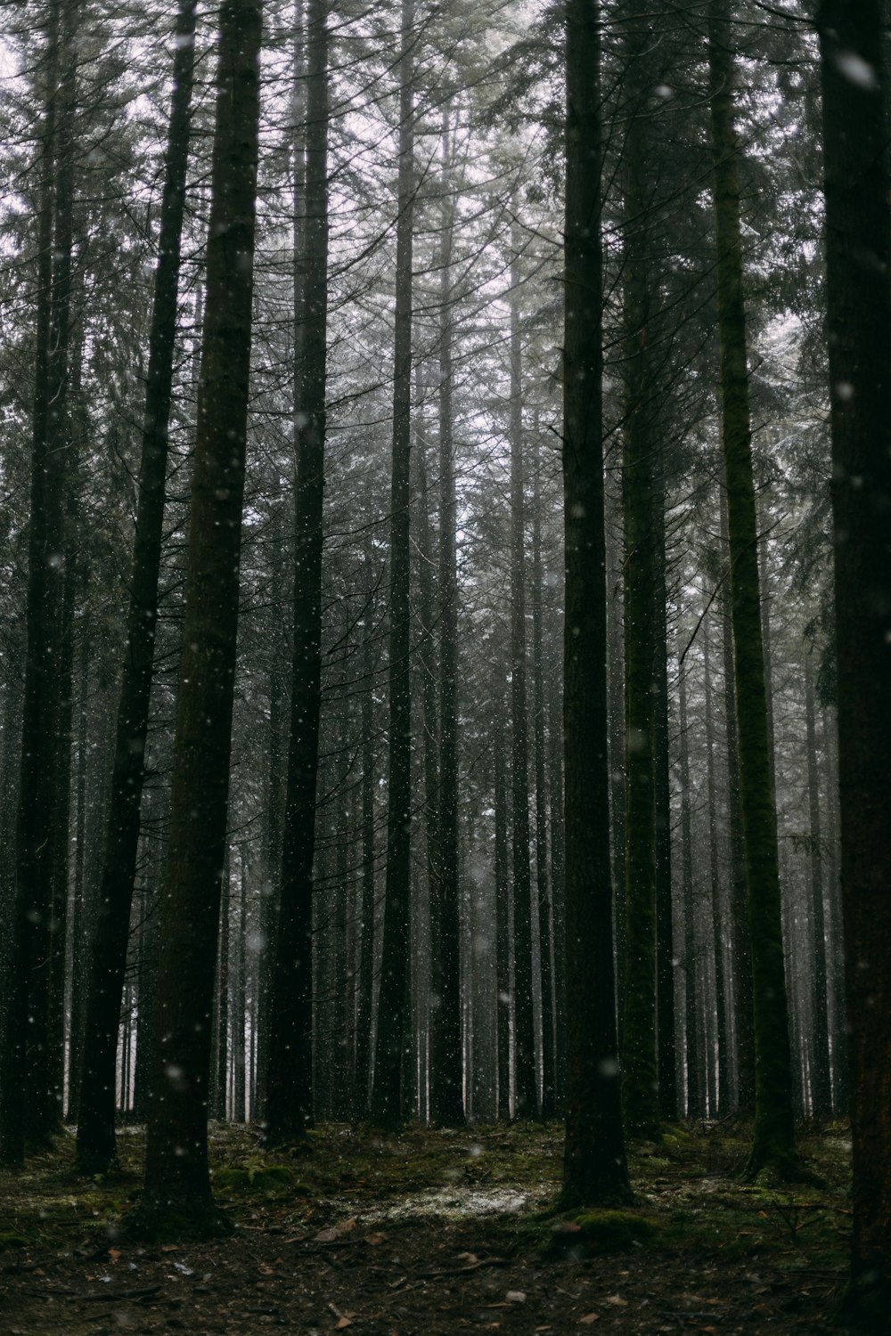 Árboles negros en el bosque durante el día