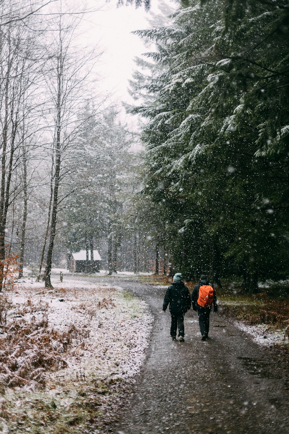 2 Personen gehen tagsüber auf einem Weg zwischen schneebedeckten Bäumen