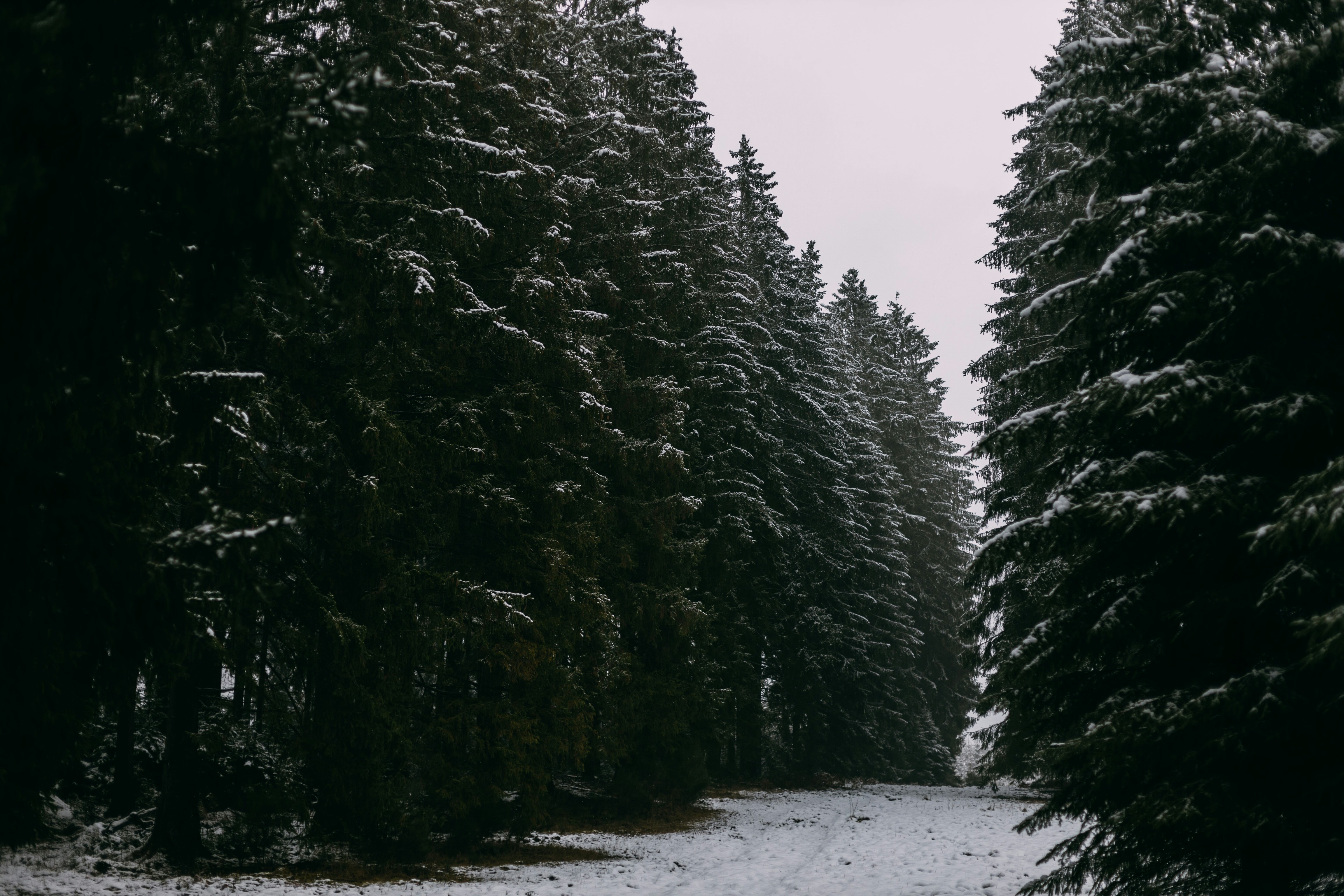 Shot while hiking through the Belgian woods on our winter holiday trip.