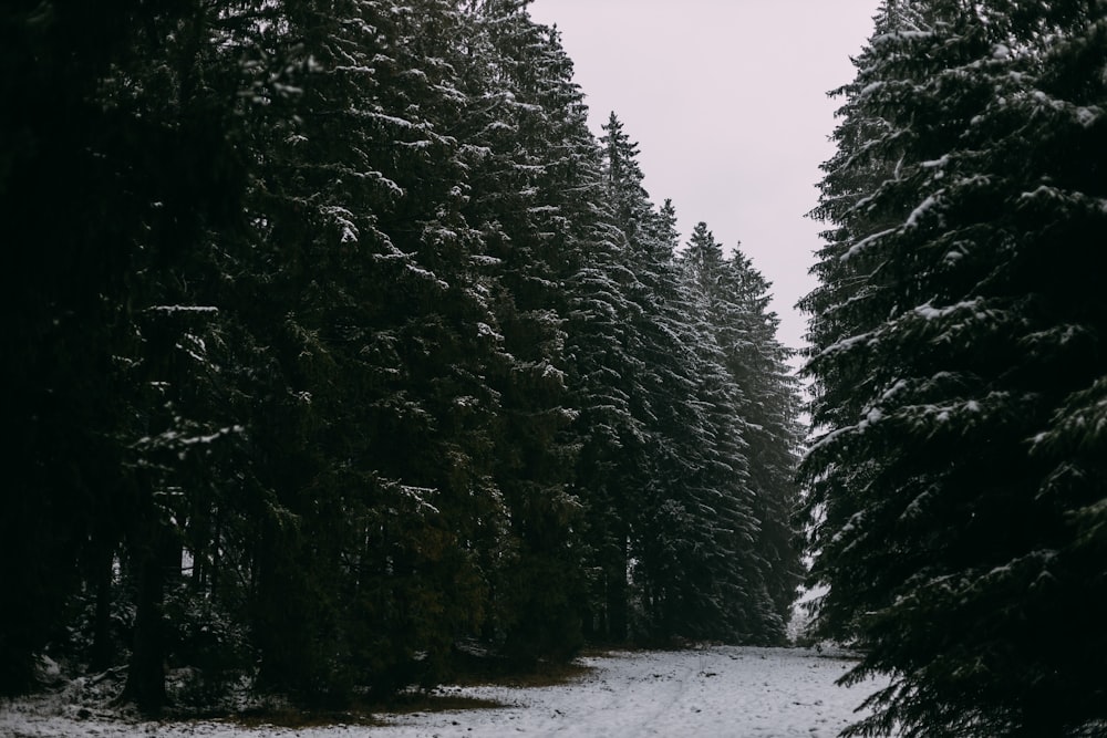 green trees on snow covered ground during daytime