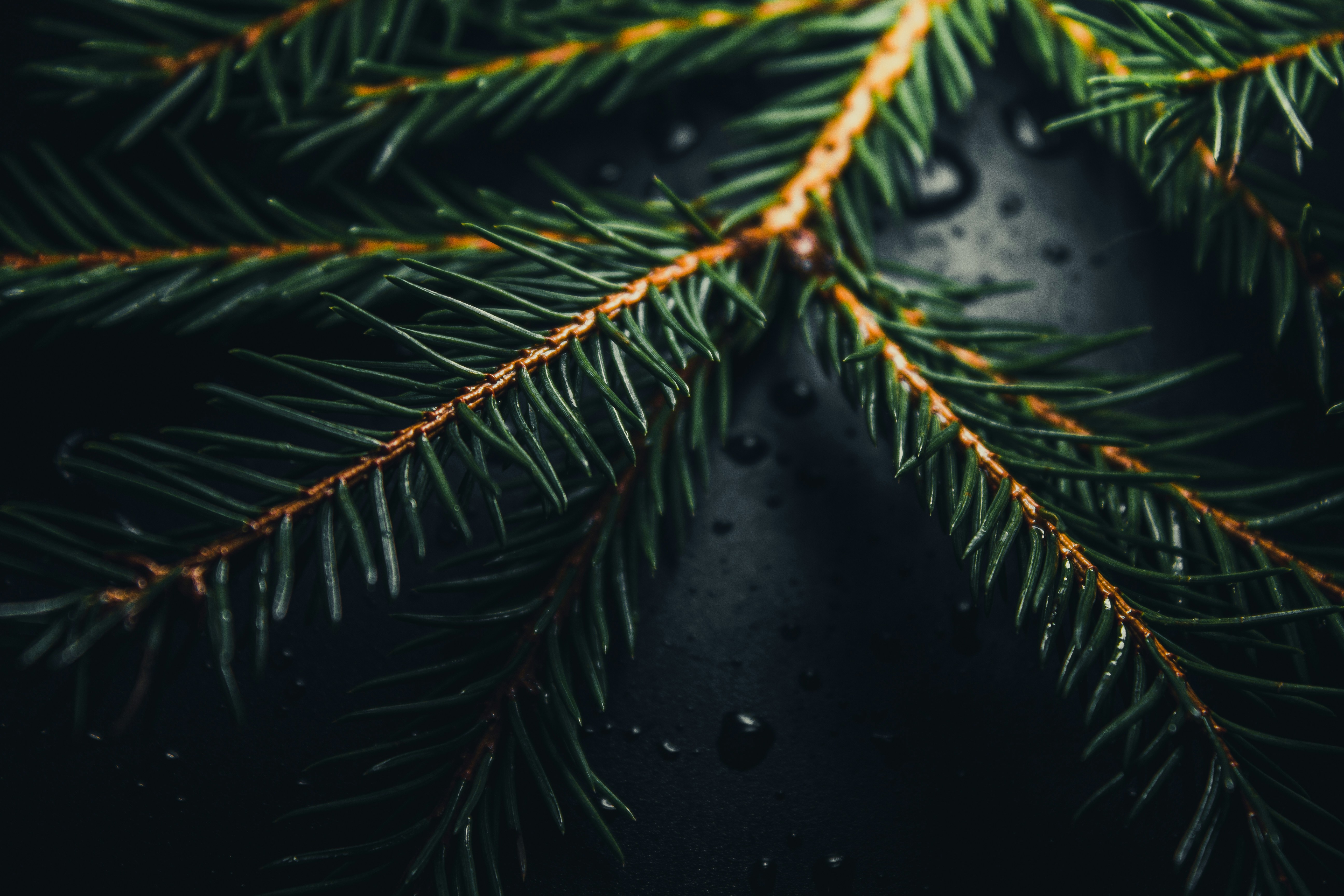 green leaves with water droplets