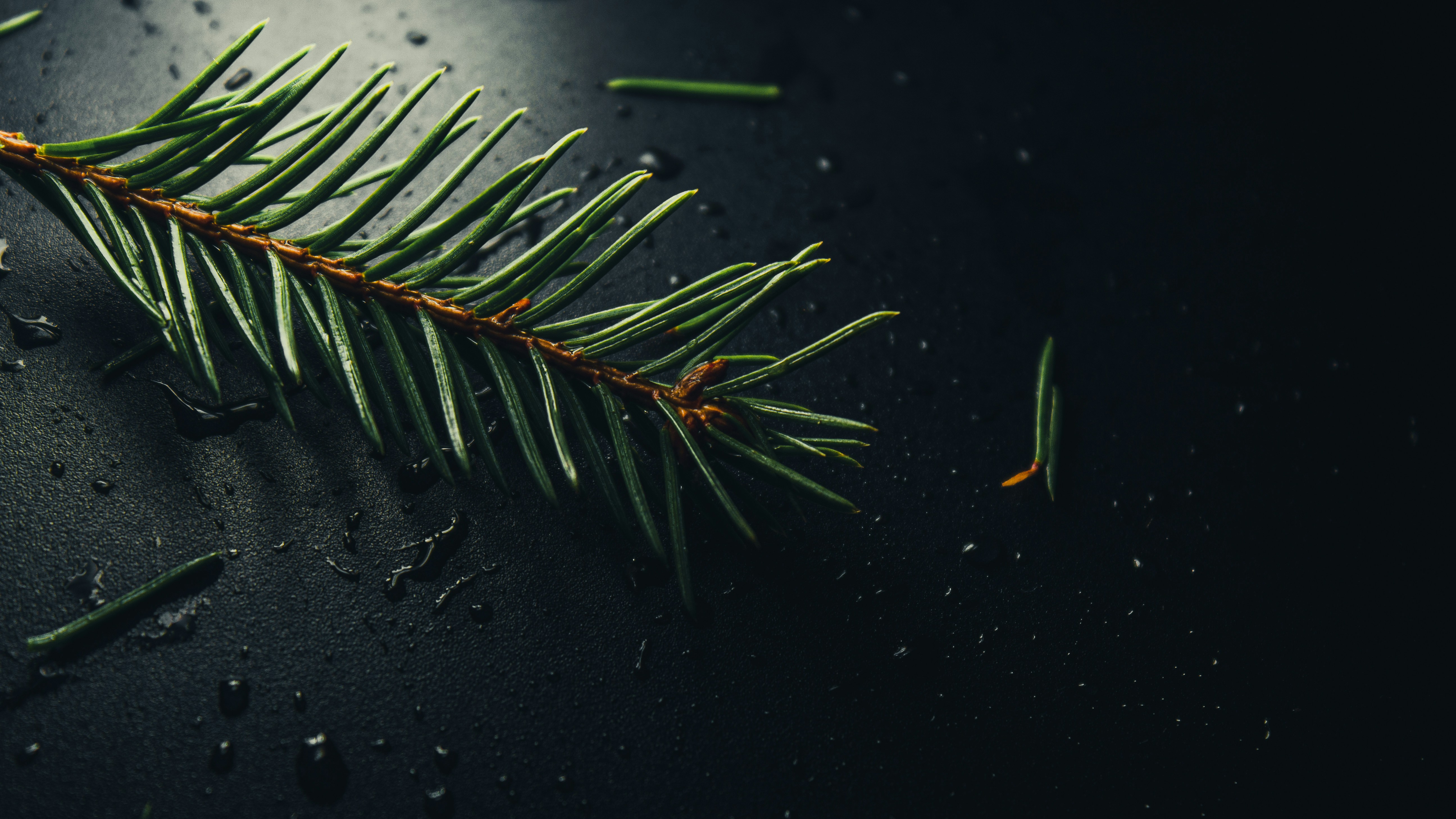 green and brown plant on black surface