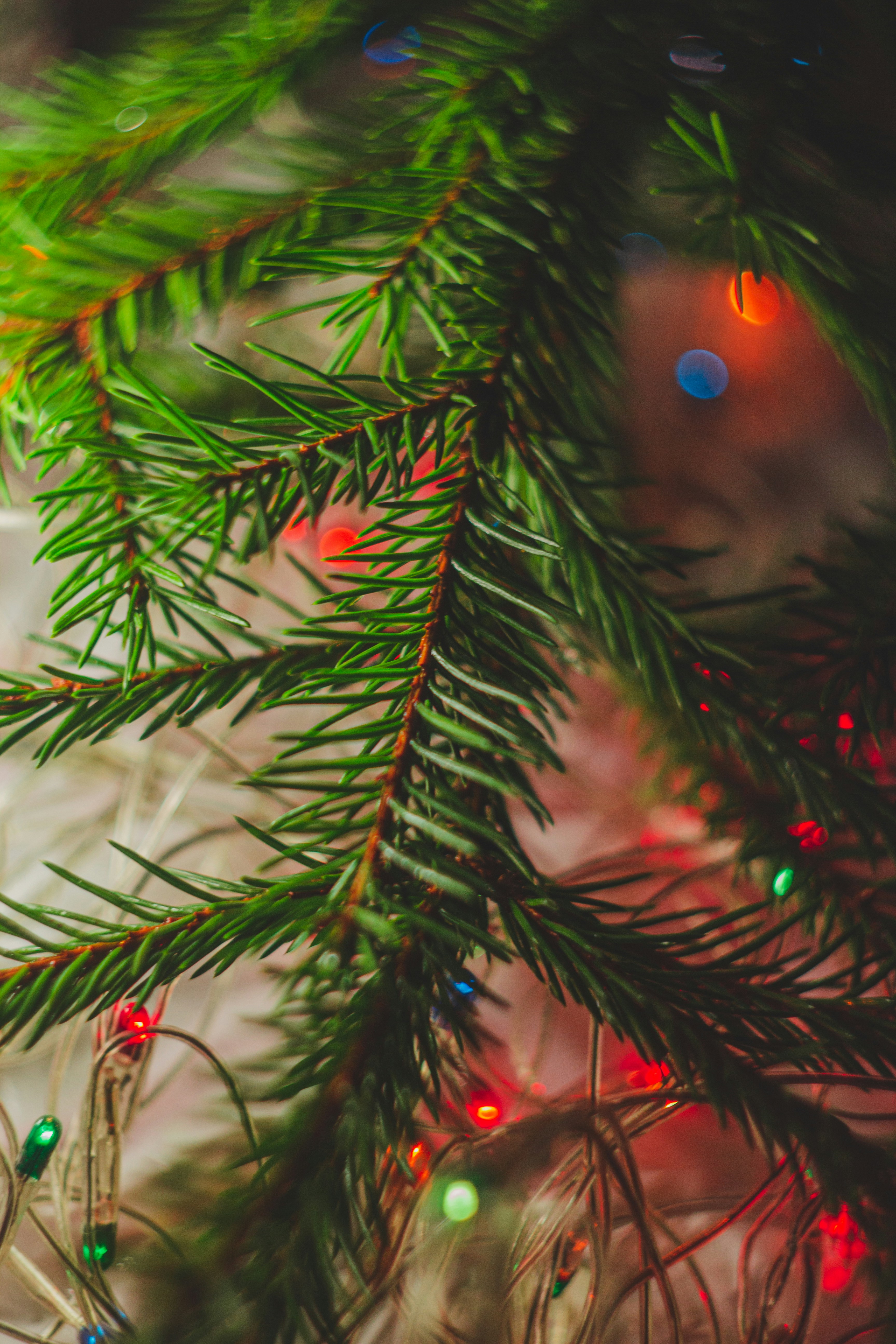 Photo by samoyedness