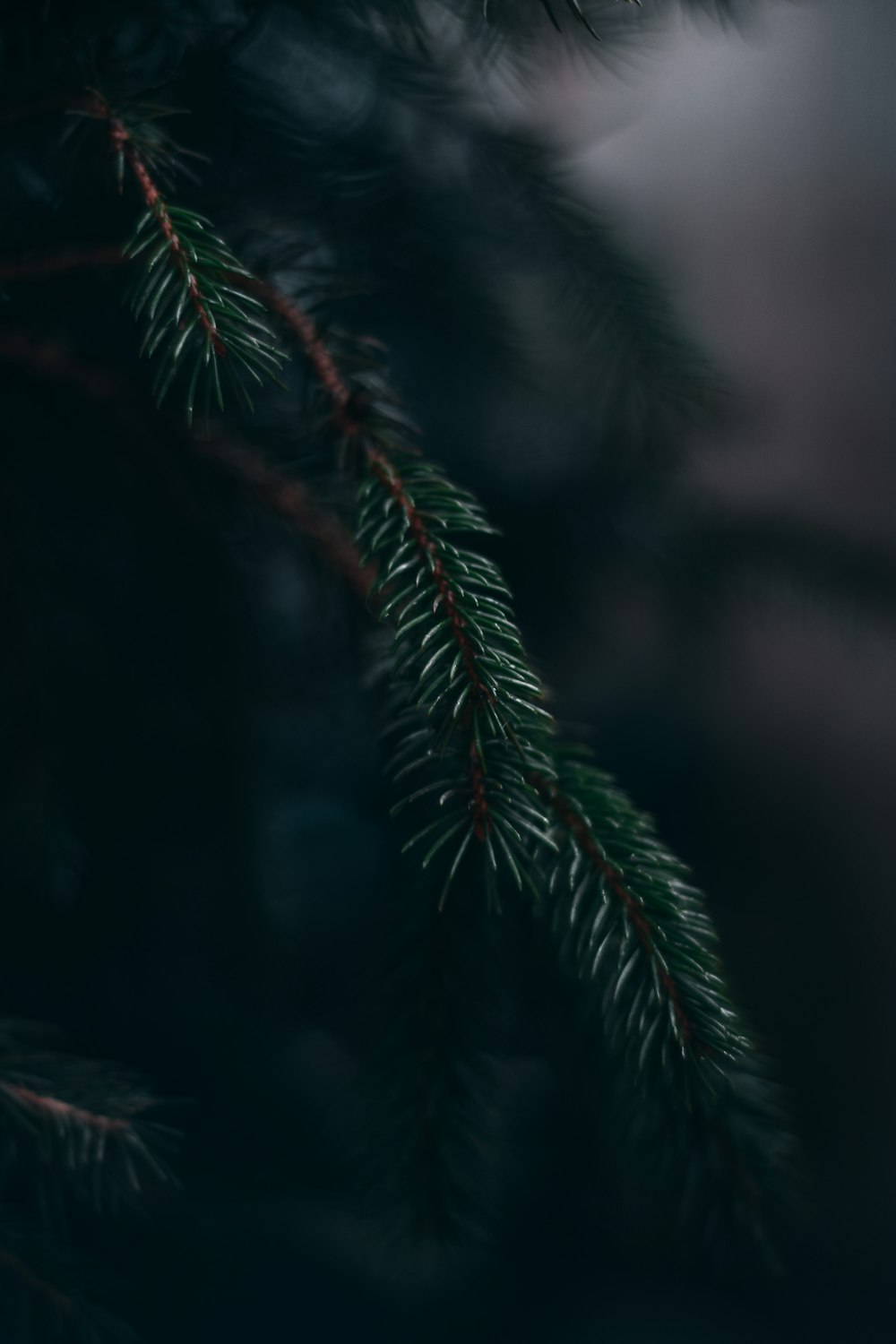 green pine tree in close up photography