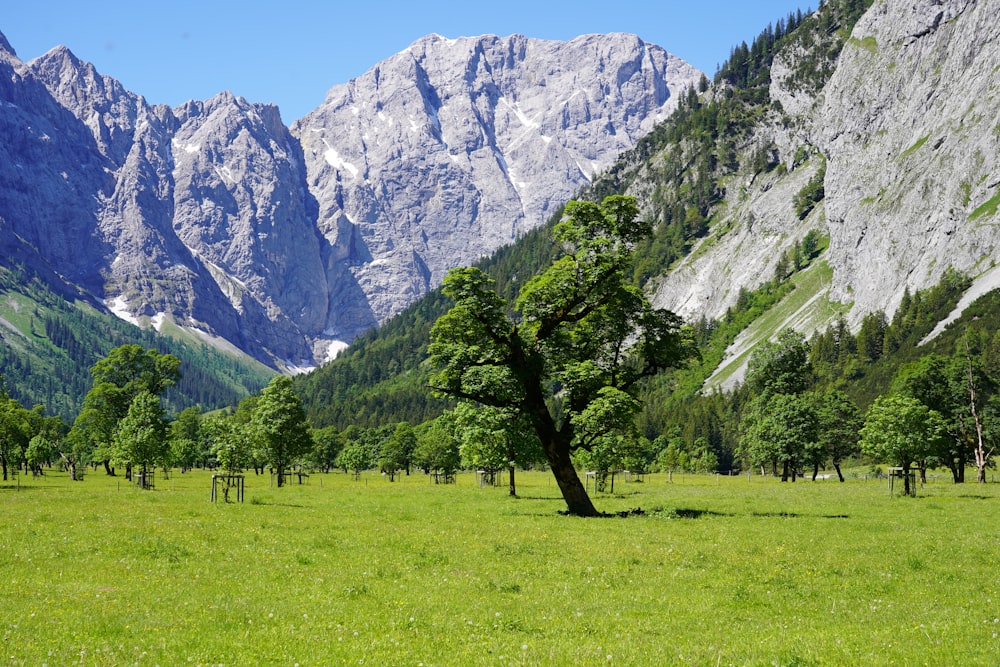 green grass field with trees and mountain in distance