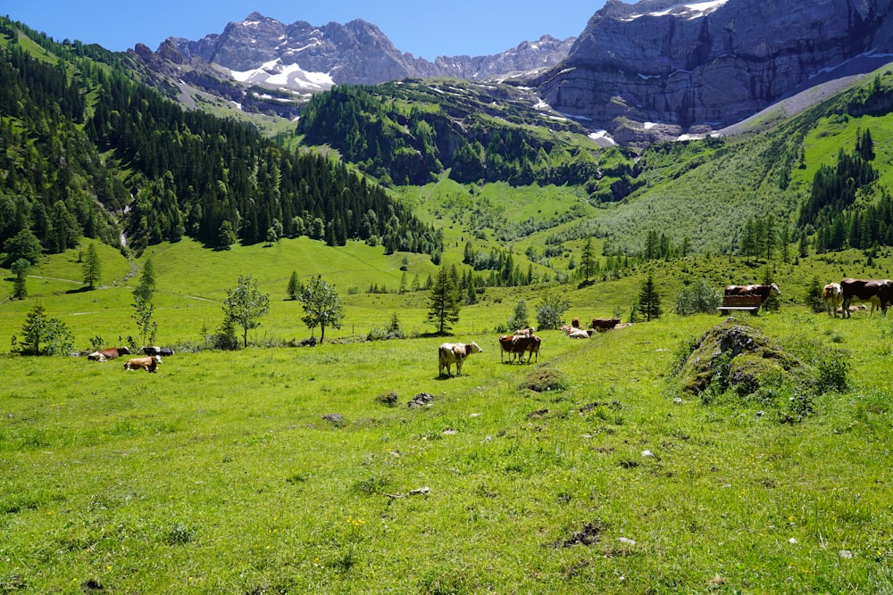 green grass field with green trees and mountains in the distance