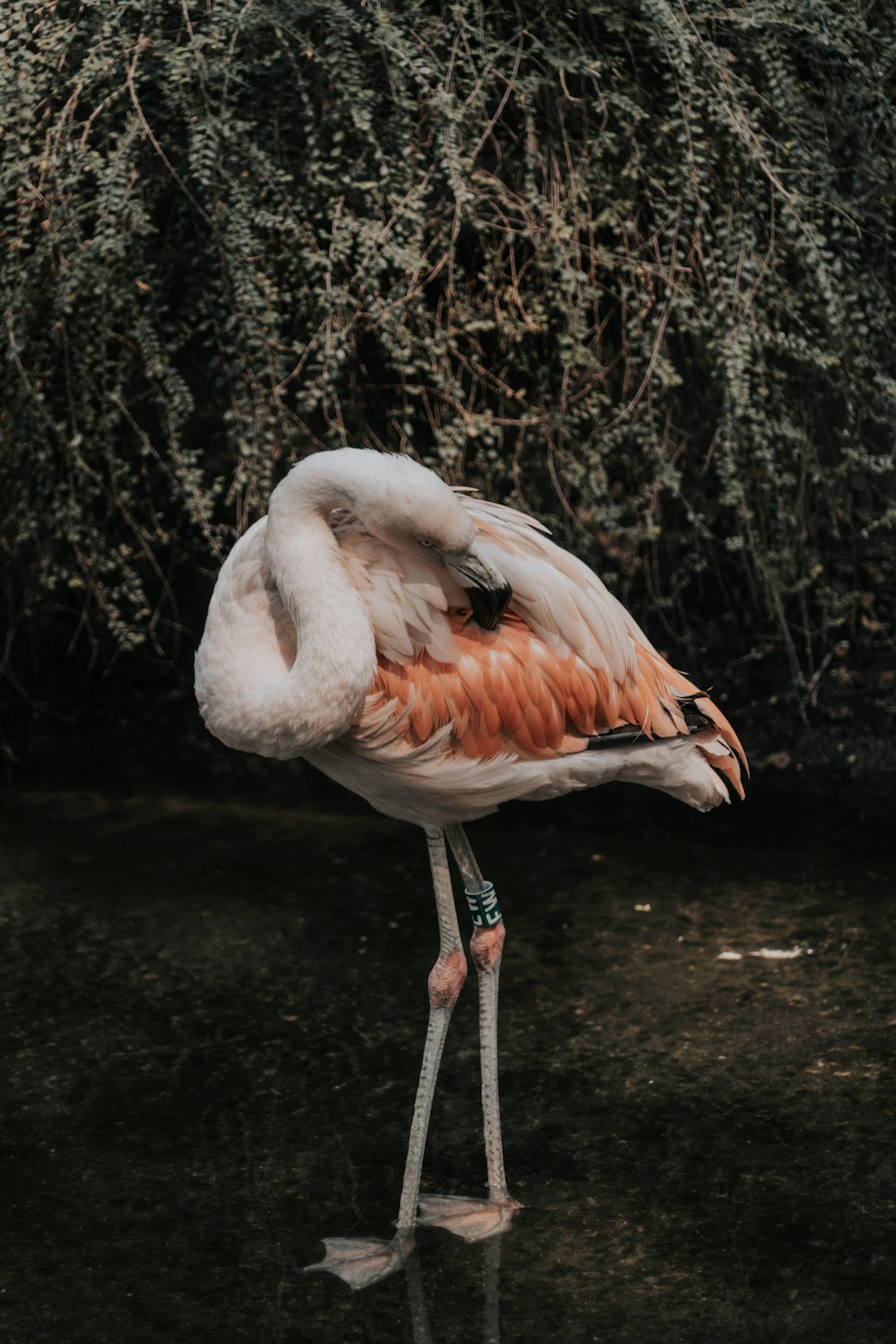 pink flamingo on brown soil