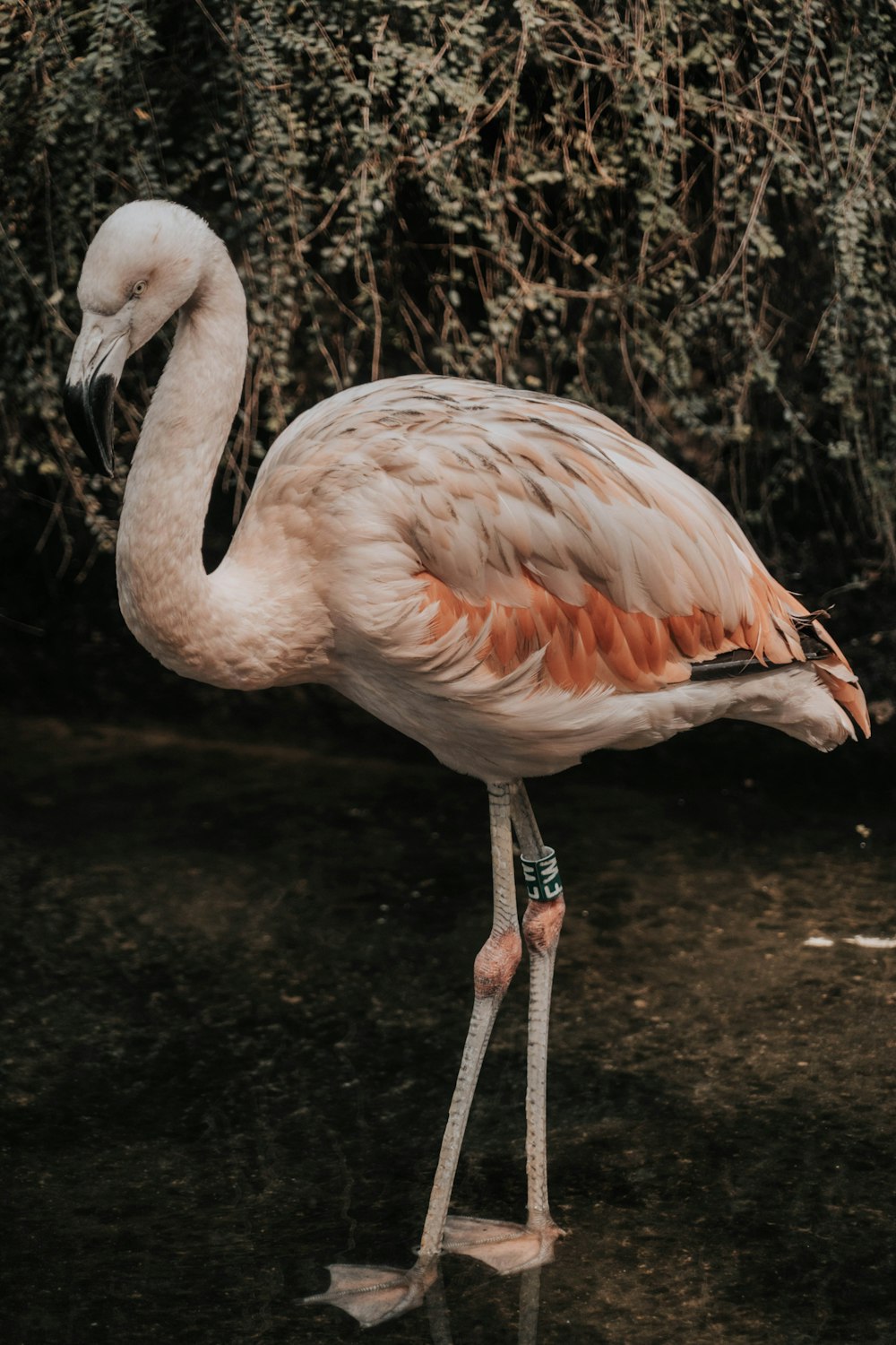 pink flamingo on brown soil