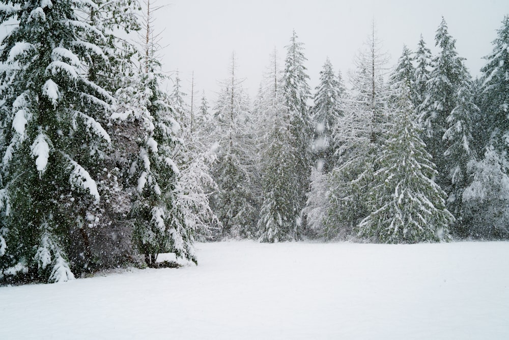 green pine trees covered with snow