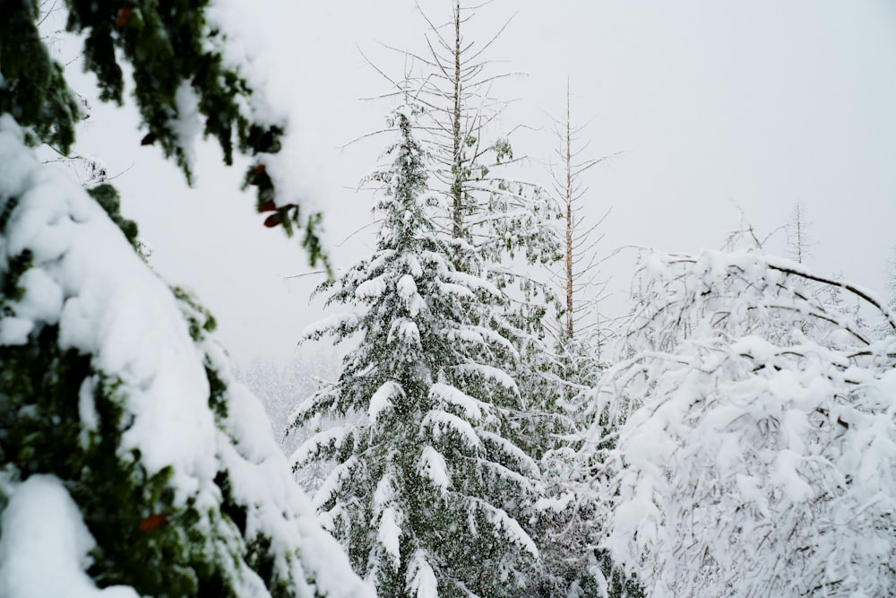 snow covered pine tree during daytime