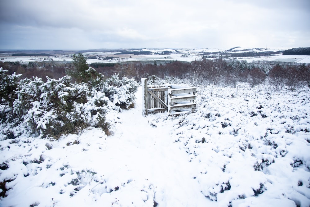 snow covered field and trees