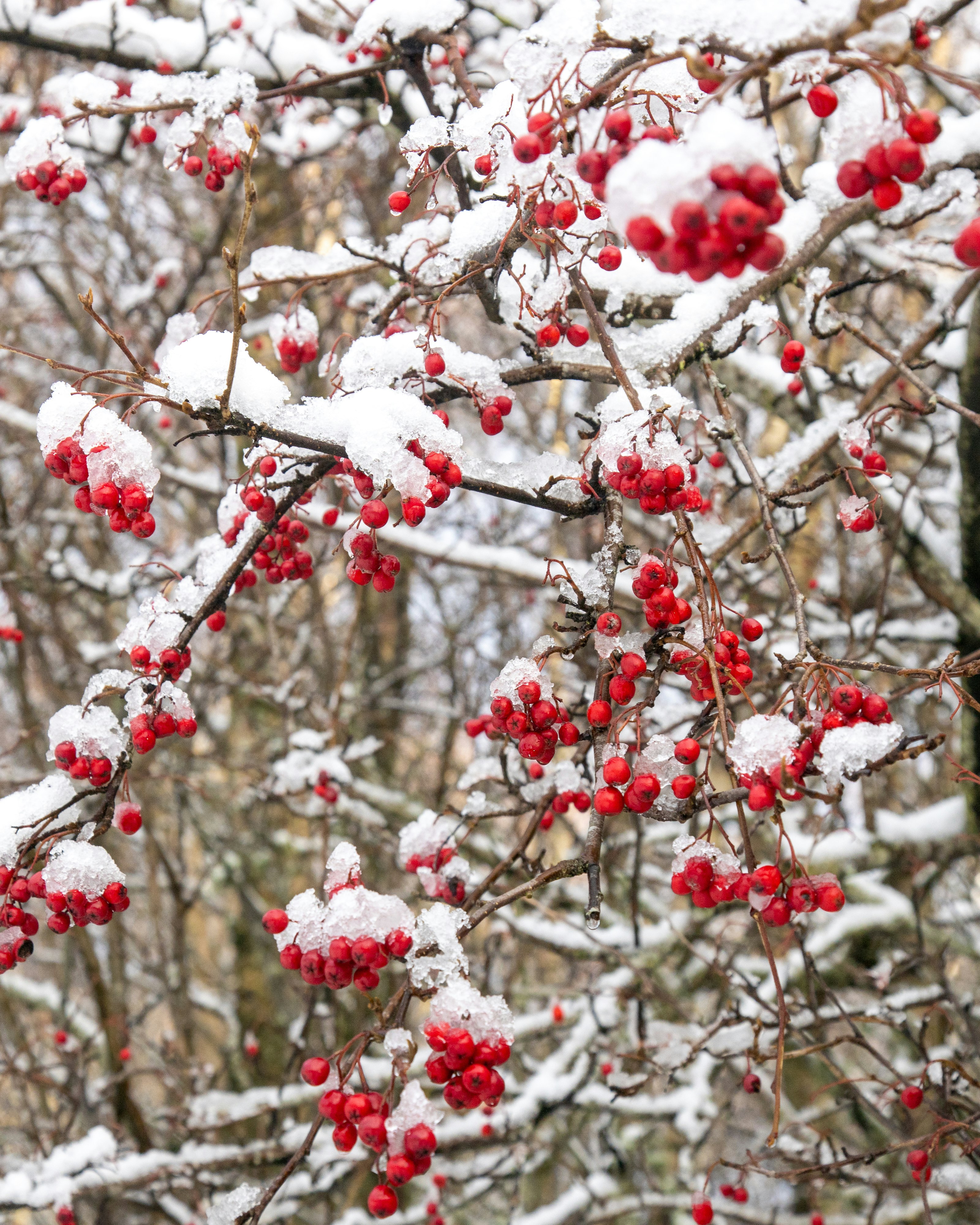 Red berries on snow covered trees near Knock Hill, Huntly.