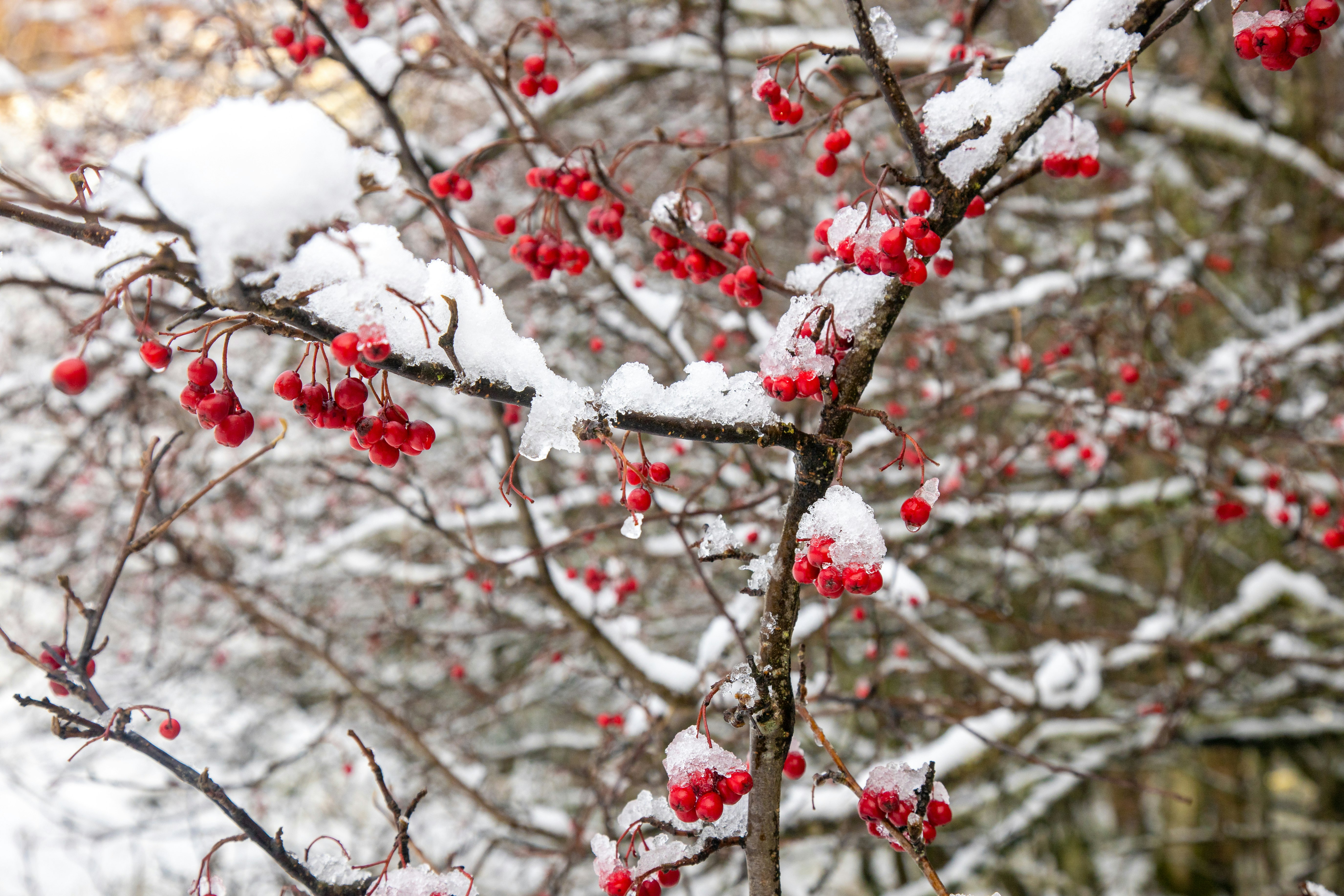 Red berries in the snow (landscape version.)