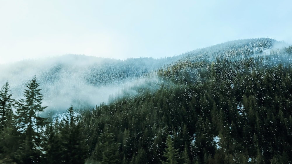 green trees on foggy weather