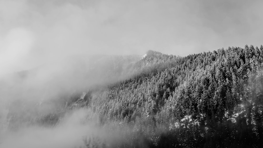 grayscale photo of trees on mountain