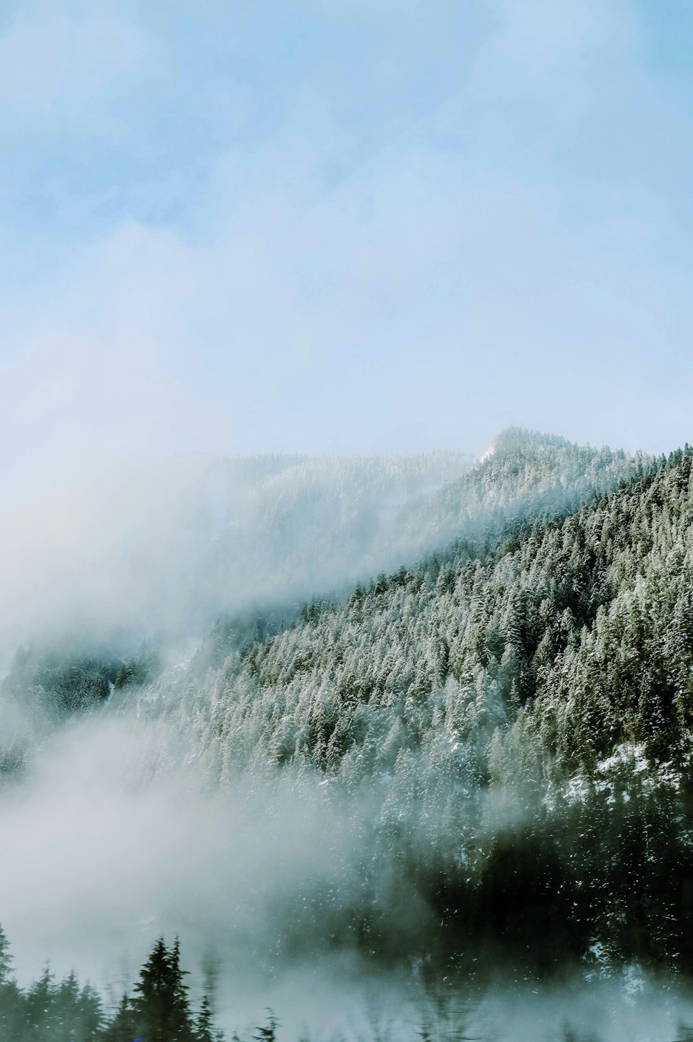 alberi verdi coperti di neve