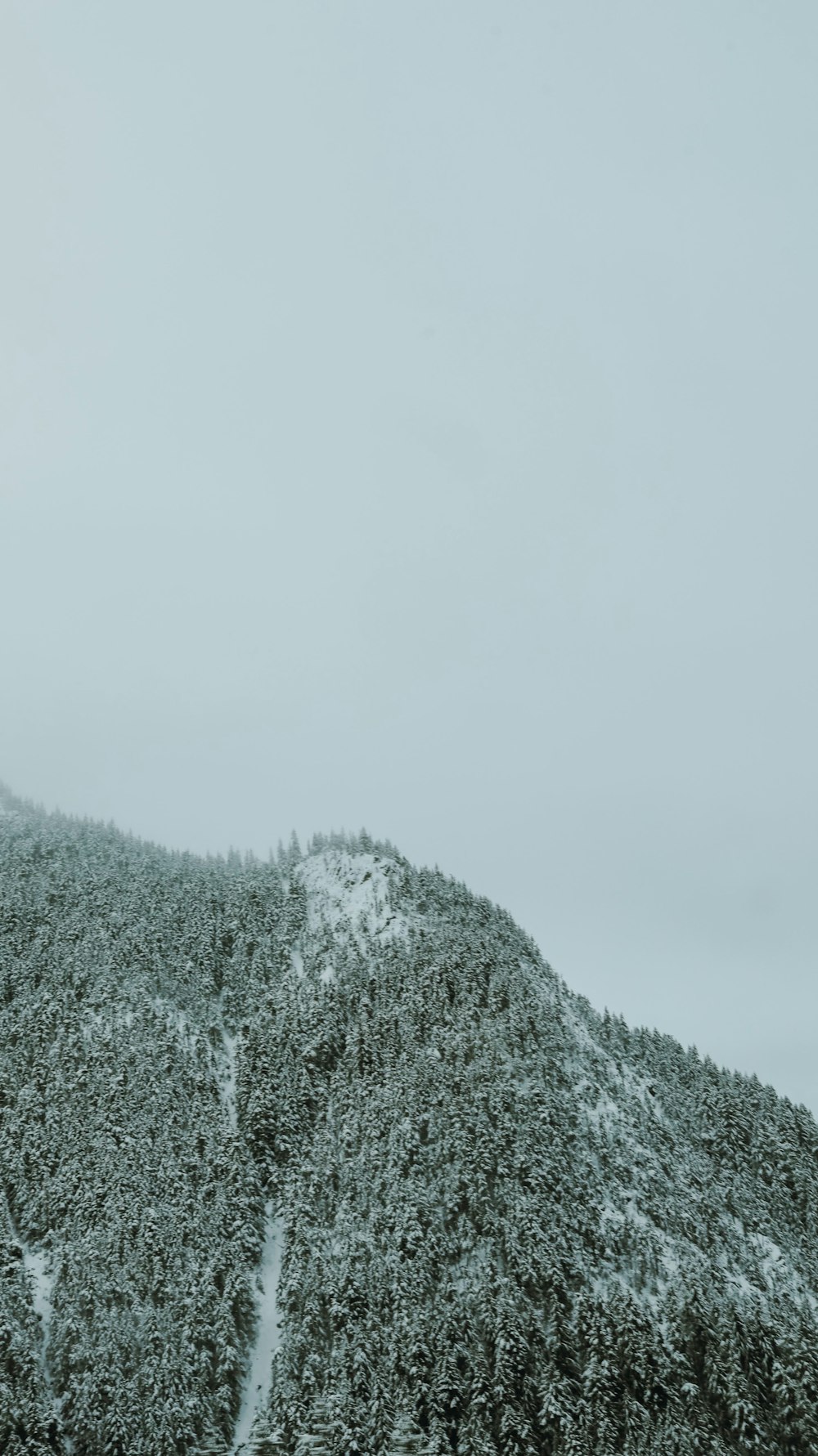 green trees on mountain during daytime