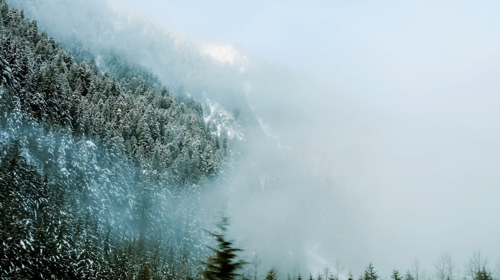 green pine trees covered by snow