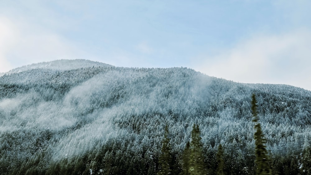 green trees on mountain under white clouds during daytime