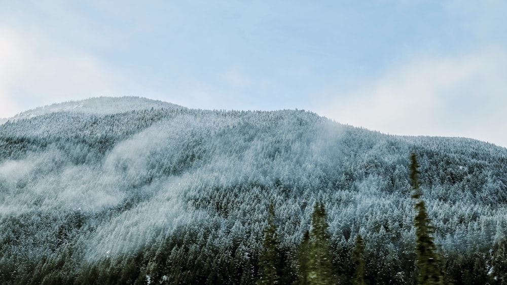 alberi verdi sulla montagna sotto nuvole bianche durante il giorno