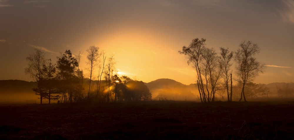 silhouette of tree during sunset