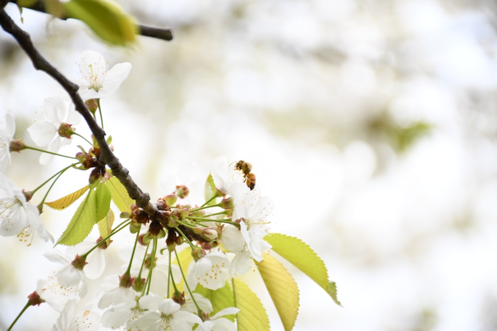 white cherry blossom in close up photography