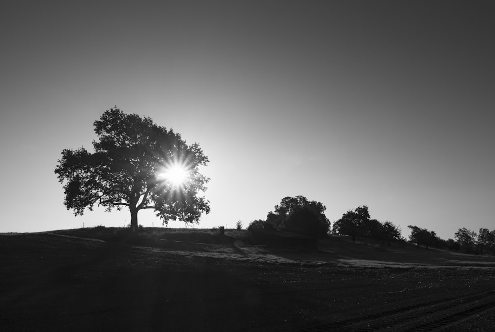 grayscale photo of trees on field