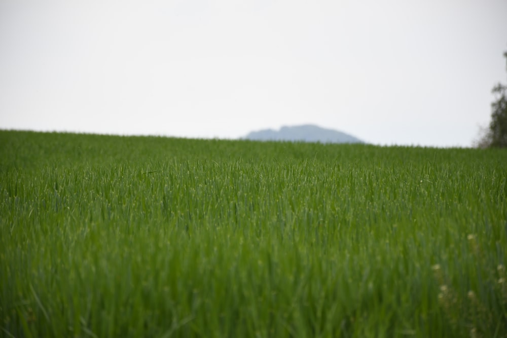 campo de grama verde sob o céu branco durante o dia