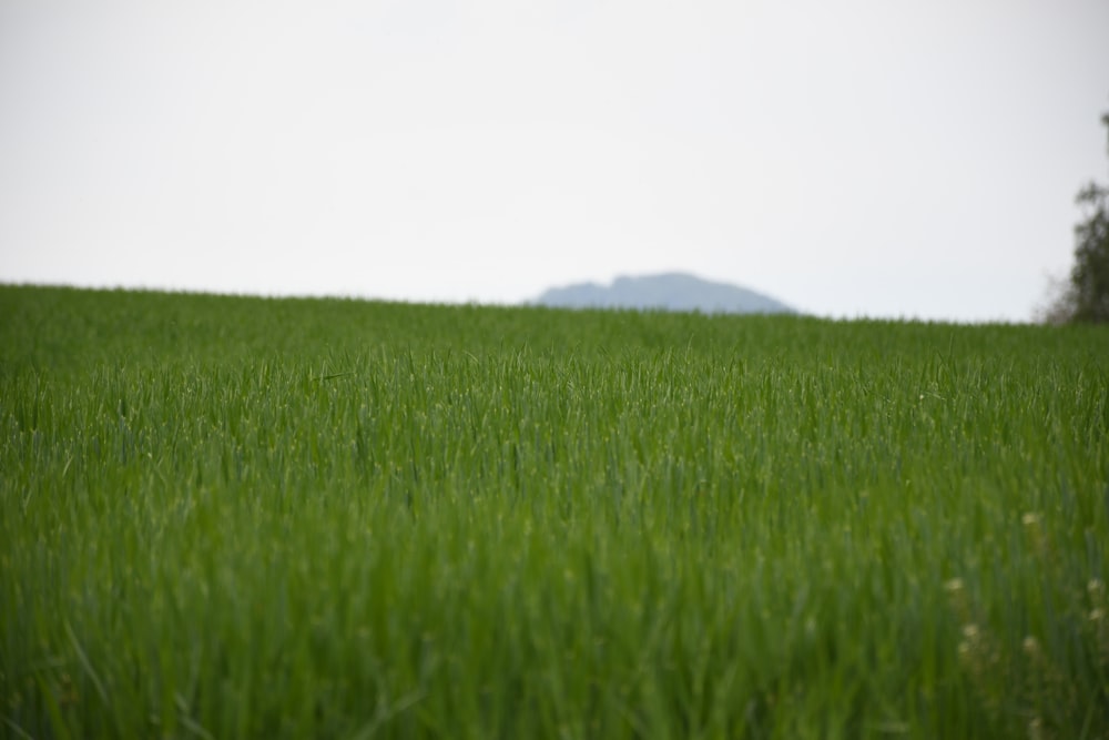 green grass field under white sky during daytime