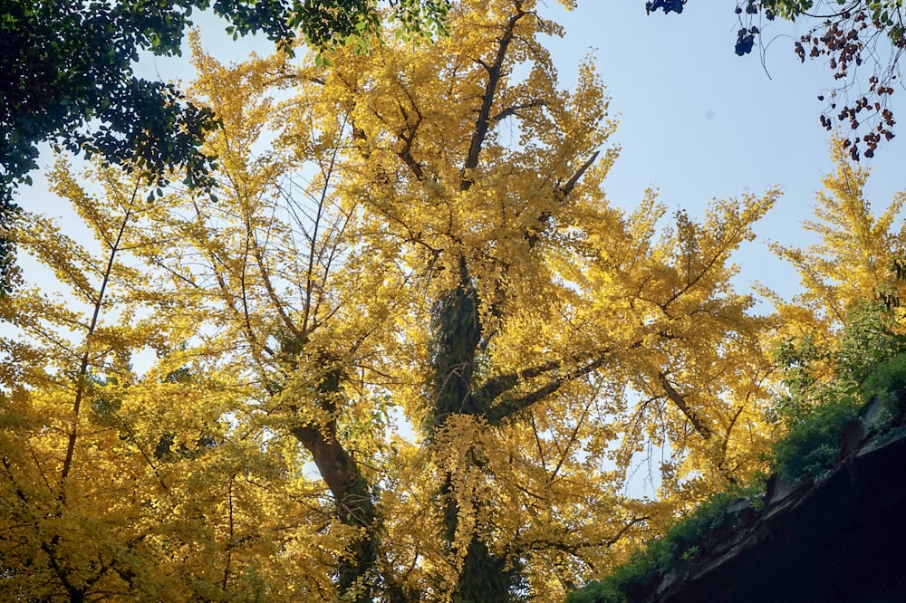 yellow and green leaf tree