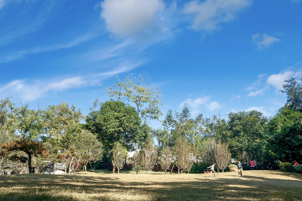 green trees under blue sky during daytime