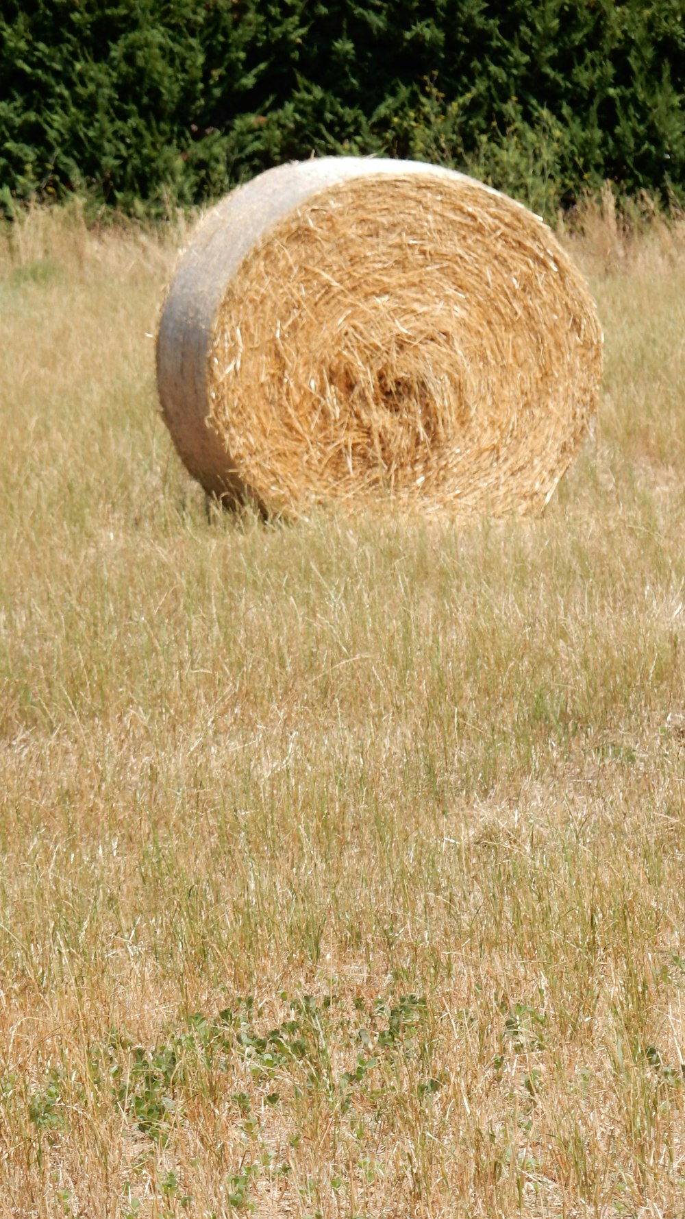 brown grass field during daytime