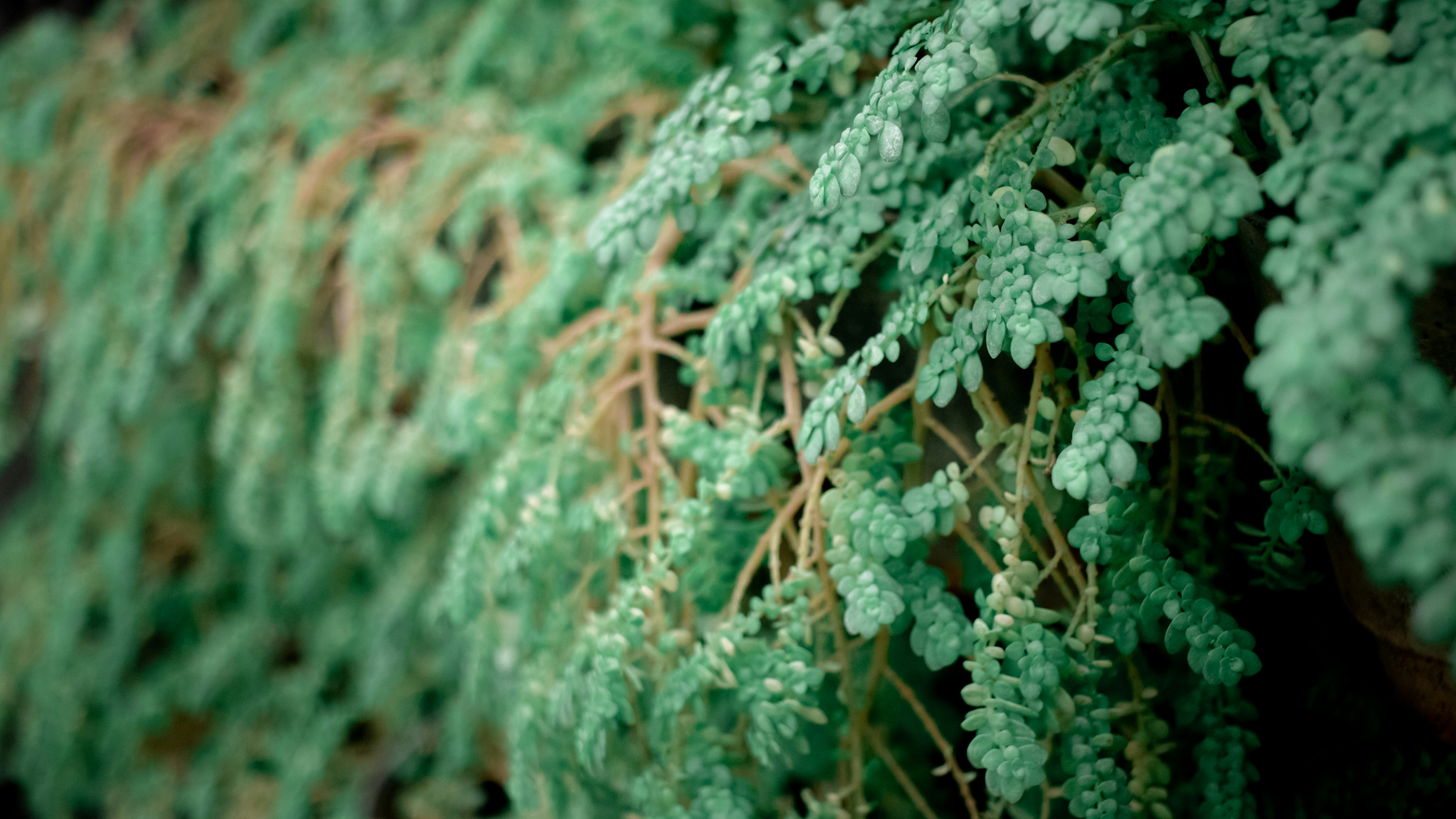 green plant in close up photography
