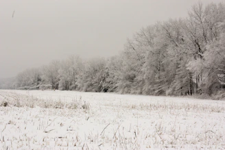 A now covered field and trees under an overcast sky