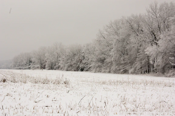 A now covered field and trees under an overcast sky