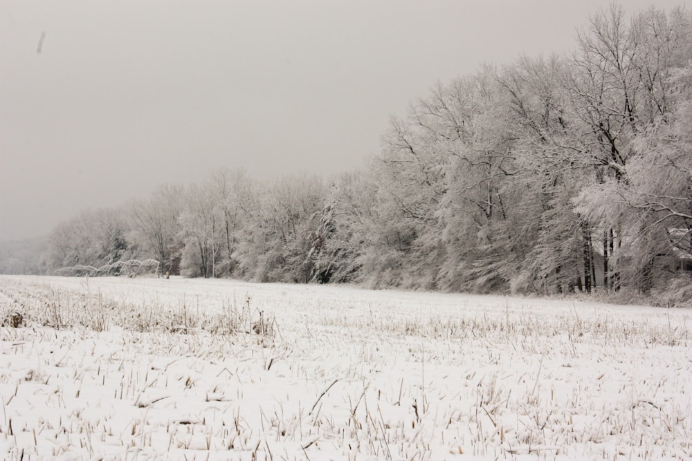 snow covered field and trees during daytime