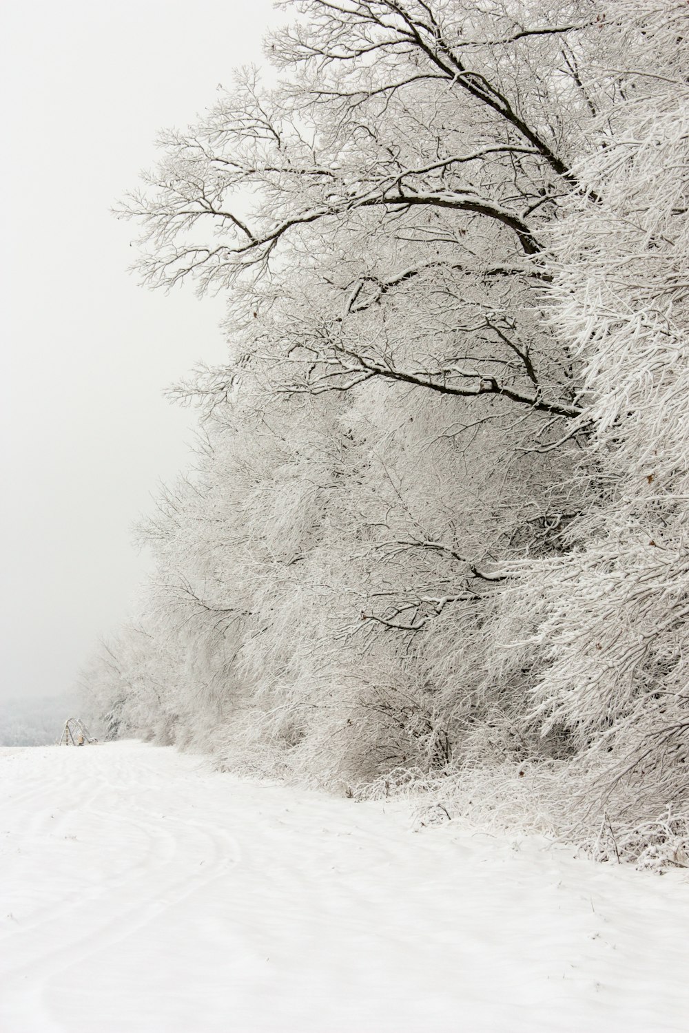 alberi spogli coperti di neve