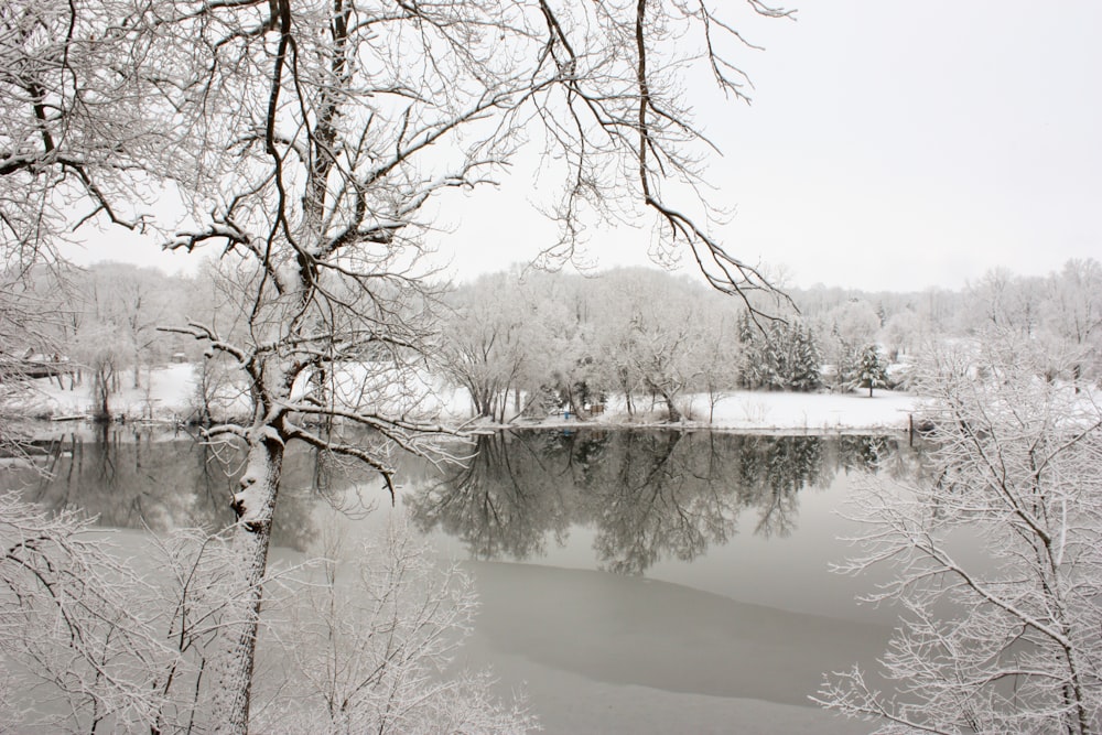 body of water near trees during daytime