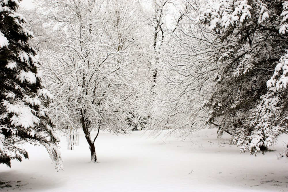 snow covered trees during daytime