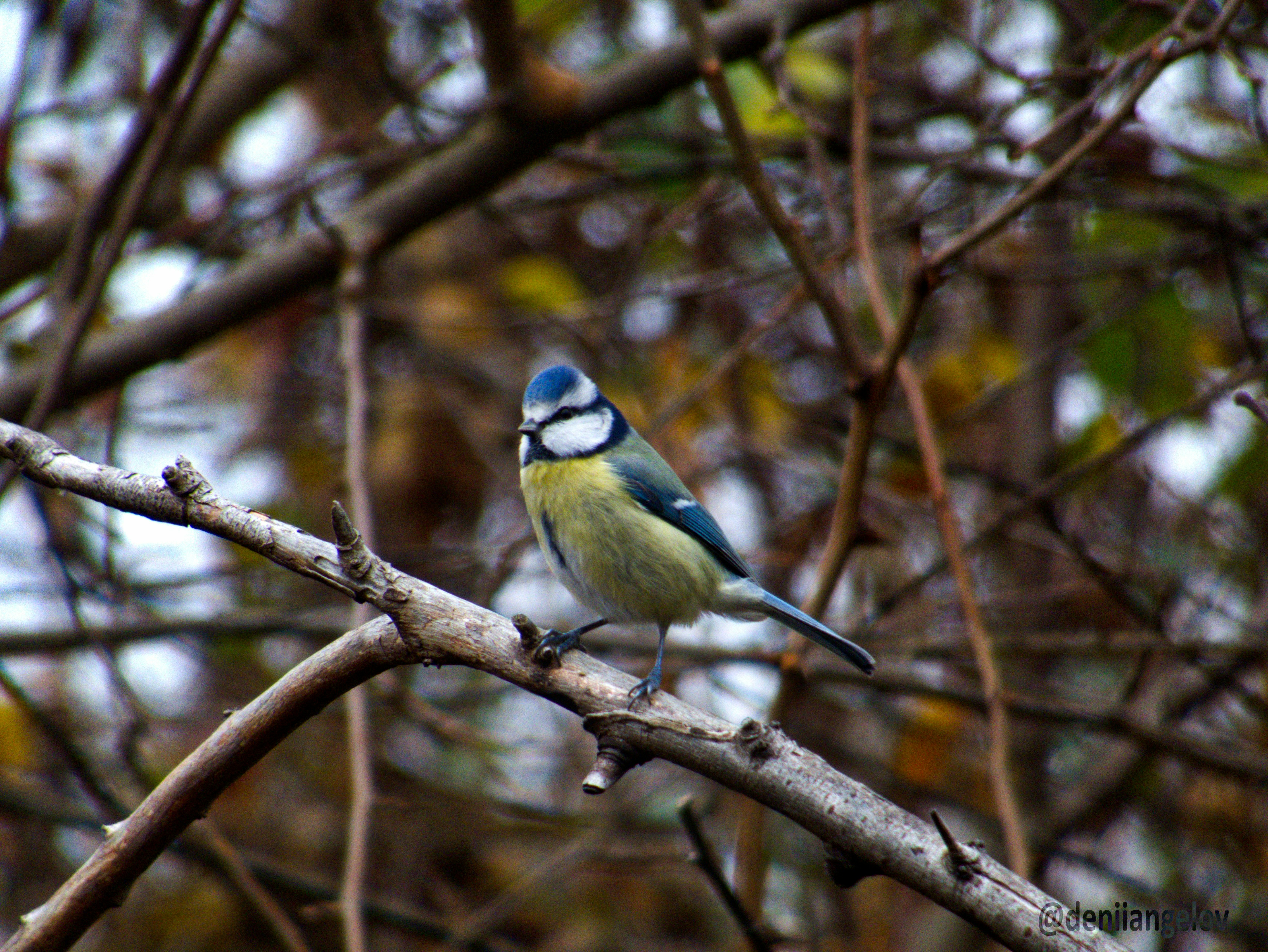 Photo by deniiangelov