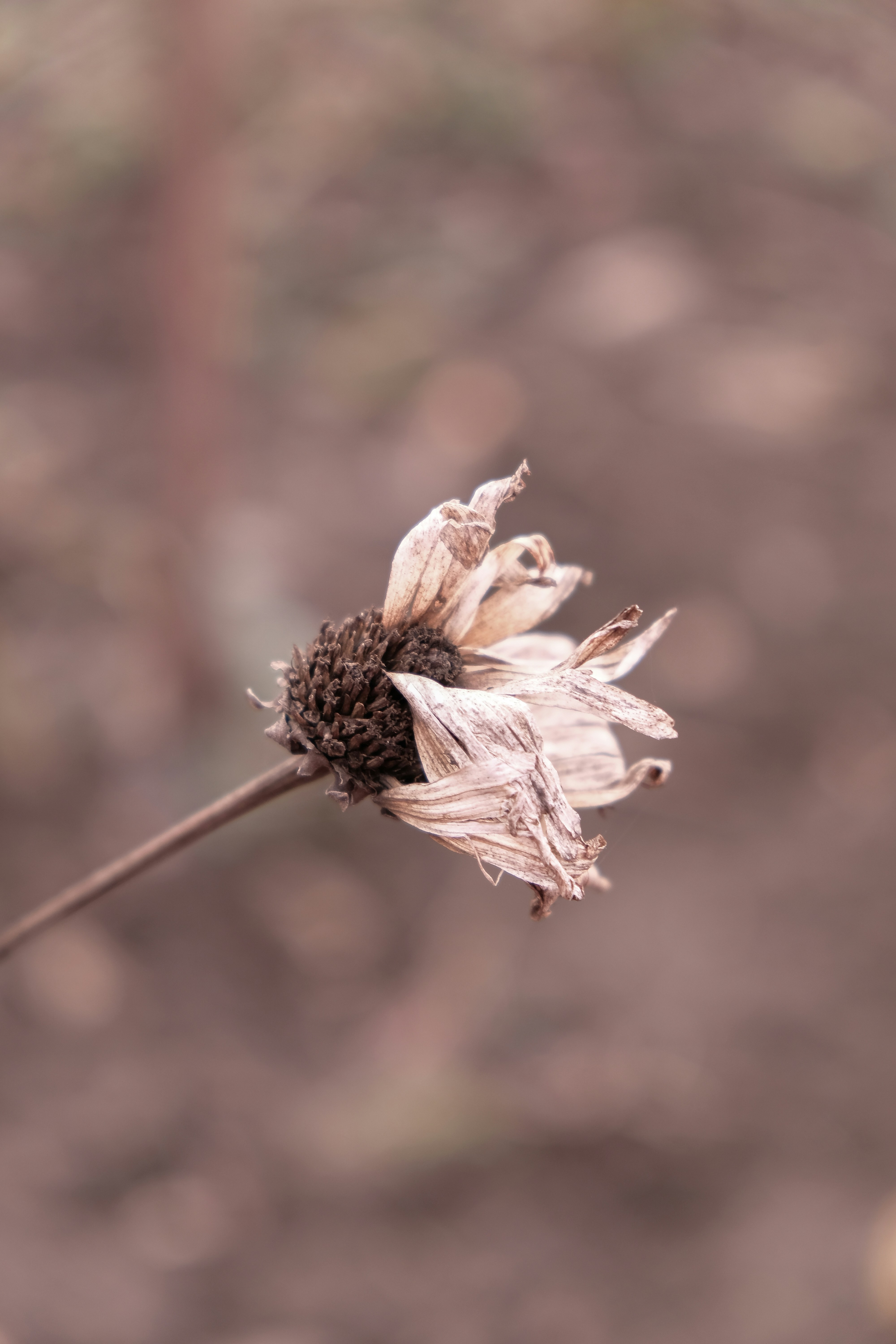 Photo by istvanszitas