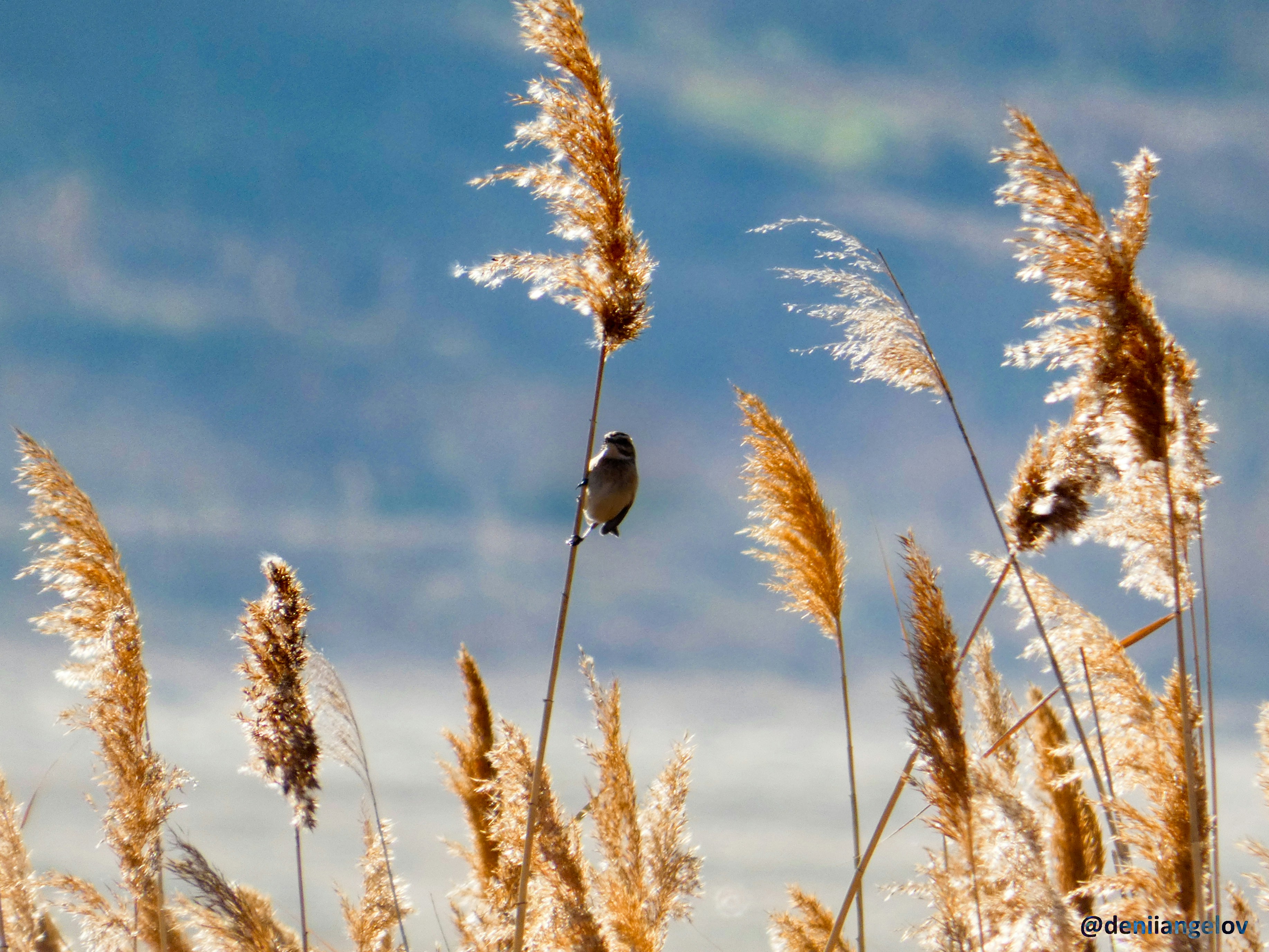 Photo by deniiangelov