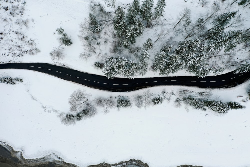 ramo d'albero in bianco e nero