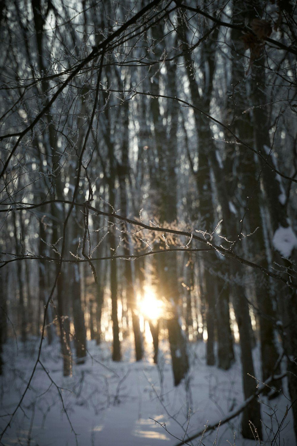 brown trees on snow covered ground during daytime