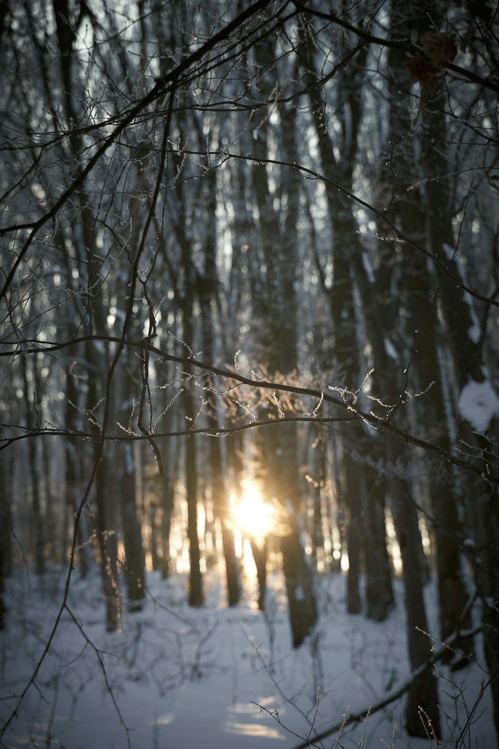árboles marrones en un suelo cubierto de nieve durante el día