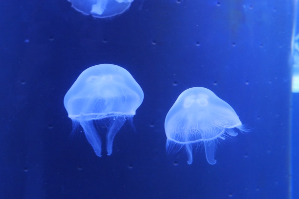 white jellyfish in water during daytime